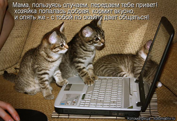 Котоматрица: Мама, пользуясь случаем, передаем тебе привет! хозяйка попалась добрая, кормит вкусно, и опять же - с тобой по скайпу дает общаться!