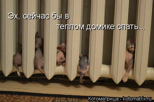 Эх, сейчас бы в теплом домике спать...... Котоматрица: Эх, сейчас бы в теплом домике спать...