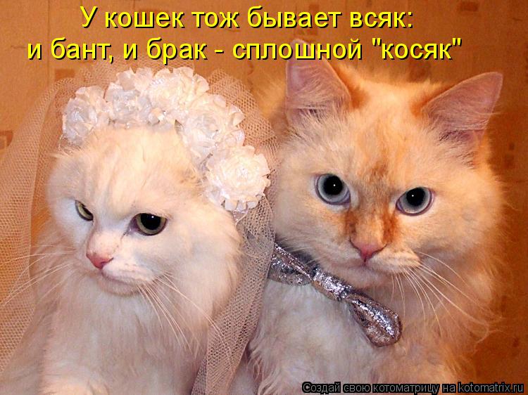 У кошек тож бывает всяк: и бант, и брак - сплошной "косяк"... Котоматрица: У кошек тож бывает всяк: и бант, и брак - сплошной "косяк"