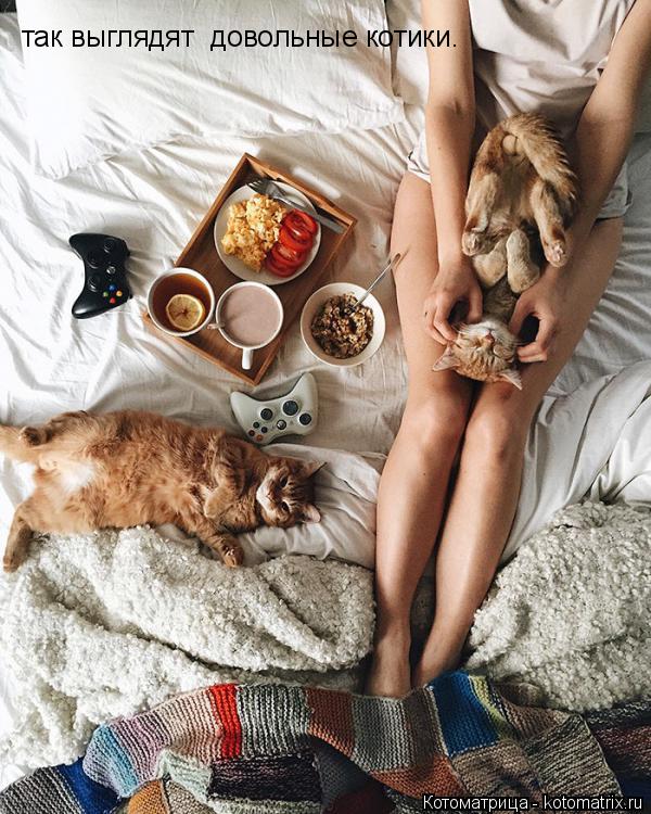 так выглядят довольные котики.... Котоматрица: так выглядят довольные котики.