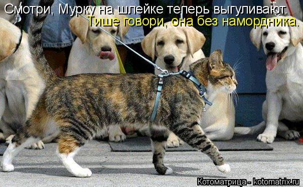 Смотри, Мурку на шлейке теперь выгуливают. Тише говори, она без намордника.... Котоматрица: Смотри, Мурку на шлейке теперь выгуливают. Тише говори, она без намордника.