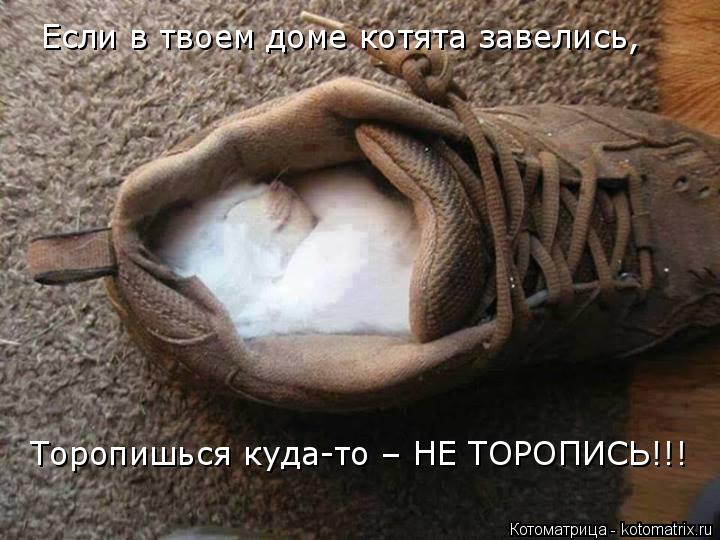 Если в твоем доме котята завелись, Торопишься куда-то – НЕ ТОРОПИСЬ!!!... Котоматрица: Если в твоем доме котята завелись, Торопишься куда-то – НЕ ТОРОПИСЬ!!!