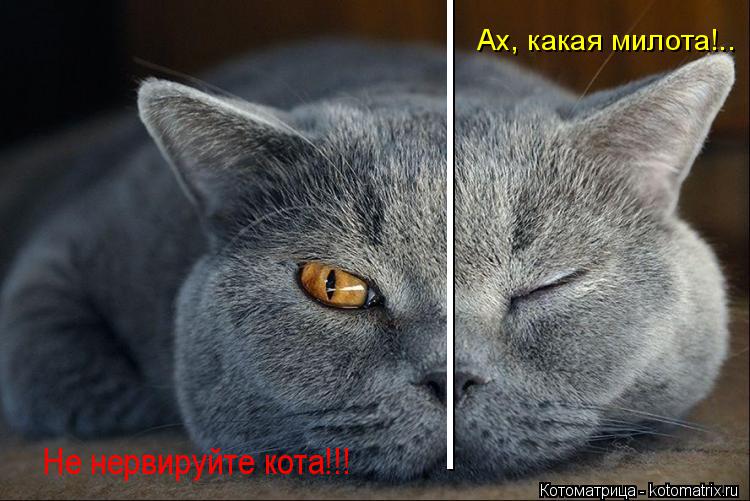 __________ Ах, какая милота!.. Не нервируйте кота!!!... Котоматрица: __________ Ах, какая милота!.. Не нервируйте кота!!!