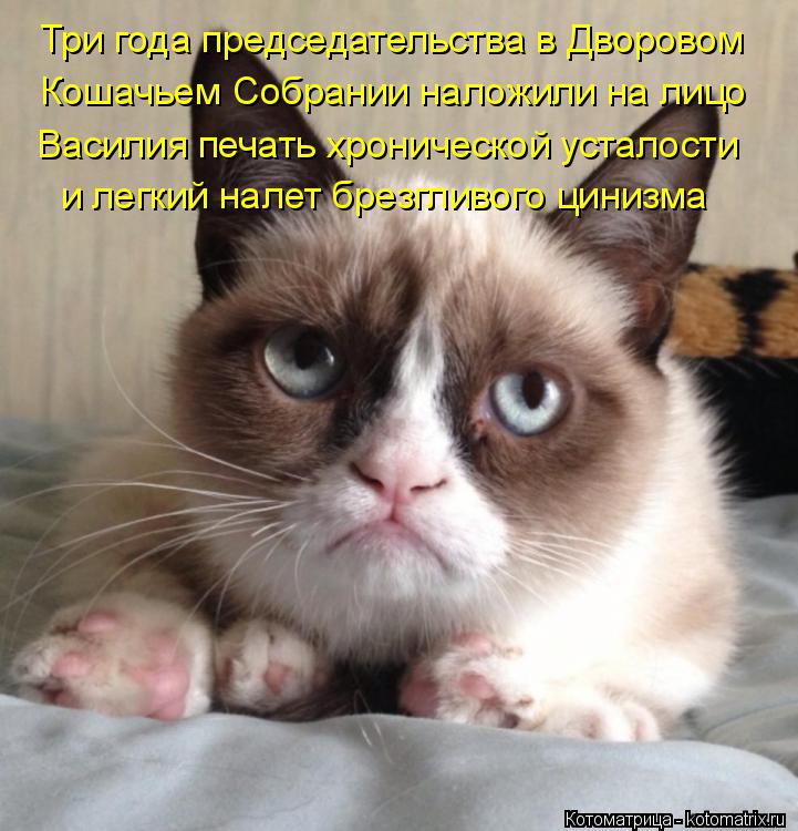 Три года председательства в Дворовом Кошачьем Собрании наложили на лицо Василия печать хронической у... Котоматрица: Три года председательства в Дворовом Кошачьем Собрании наложили на лицо Василия печать хронической усталости и легкий налет брезгливого