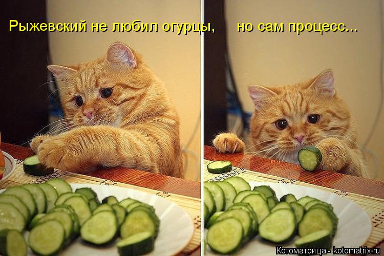 Рыжевский не любил огурцы, но сам процесс...... Котоматрица: Рыжевский не любил огурцы, но сам процесс...