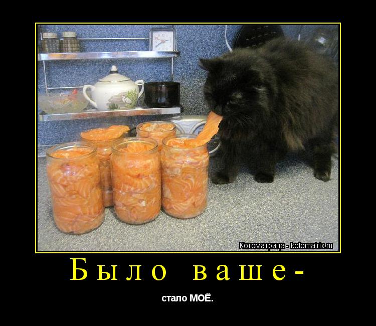 Котоматрица: Было ваше- стало МОЁ.