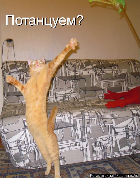Потанцуем?... Котоматрица: Потанцуем?