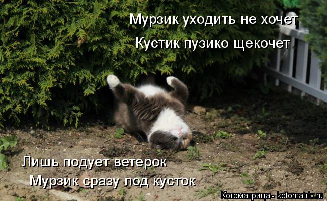 Мурзик уходить не хочет Кустик пузико щекочет Лишь подует ветерок Мурзик сразу под кусток... Котоматрица: Мурзик уходить не хочет Кустик пузико щекочет Лишь подует ветерок Мурзик сразу под кусток
