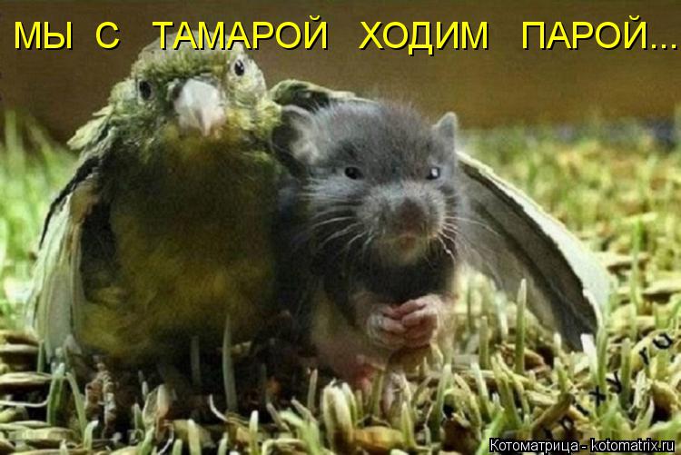 МЫ С ТАМАРОЙ ХОДИМ ПАРОЙ...... Котоматрица: МЫ С ТАМАРОЙ ХОДИМ ПАРОЙ...