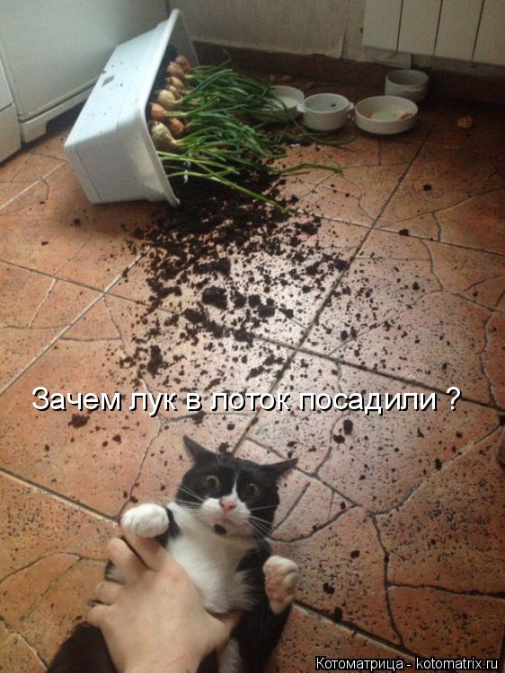 Зачем лук в лоток посадили ?... Котоматрица: Зачем лук в лоток посадили ?
