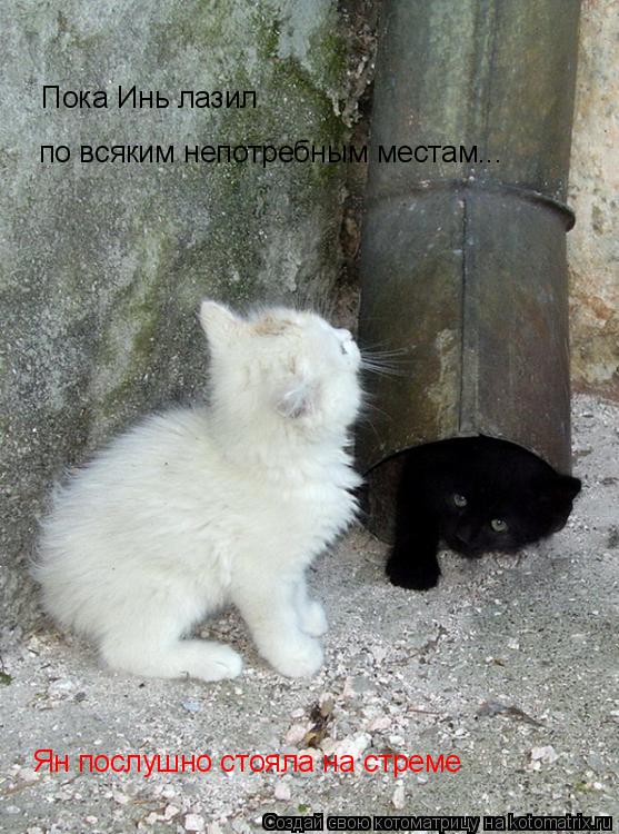 по всяким непотребным местам... Пока Инь лазил Ян послушно стояла на стреме... Котоматрица: по всяким непотребным местам... Пока Инь лазил Ян послушно стояла на стреме