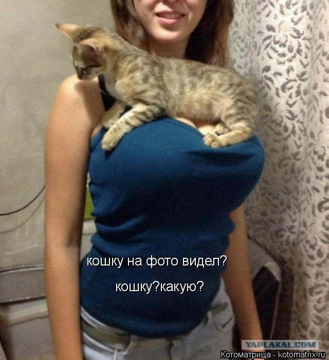кошку на фото видел? кошку?какую?... Котоматрица: кошку на фото видел? кошку?какую?