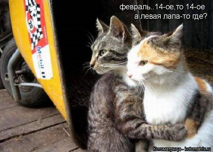 февраль..14-ое,то 14-ое а левая лапа-то где?... Котоматрица: февраль..14-ое,то 14-ое а левая лапа-то где?