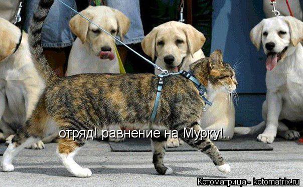отряд! равнение на Мурку!..... Котоматрица: отряд! равнение на Мурку!..