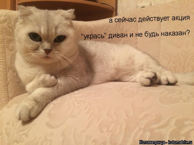 а сейчас действует акция "укрась" диван и не будь наказан?... Котоматрица: а сейчас действует акция "укрась" диван и не будь наказан?
