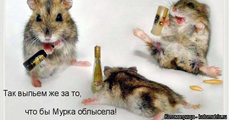 Так выпьем же за то, что бы Мурка облысела!... Котоматрица: Так выпьем же за то, что бы Мурка облысела!