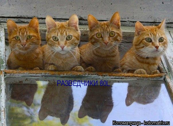 РАЗВЕДЧИКИ 80L... Котоматрица: РАЗВЕДЧИКИ 80L