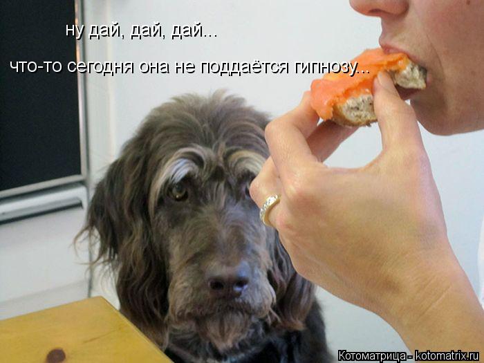 ну дай, дай, дай... что-то сегодня она не поддаётся гипнозу...... Котоматрица: ну дай, дай, дай... что-то сегодня она не поддаётся гипнозу...