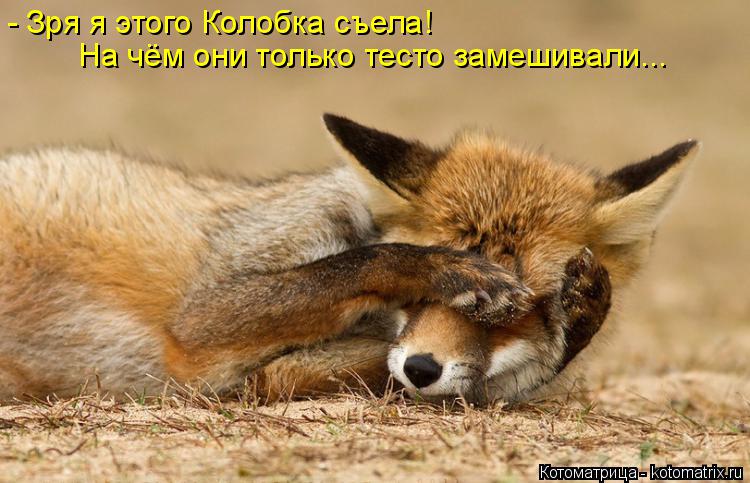 - Зря я этого Колобка съела! На чём они только тесто замешивали...... Котоматрица: - Зря я этого Колобка съела! На чём они только тесто замешивали...