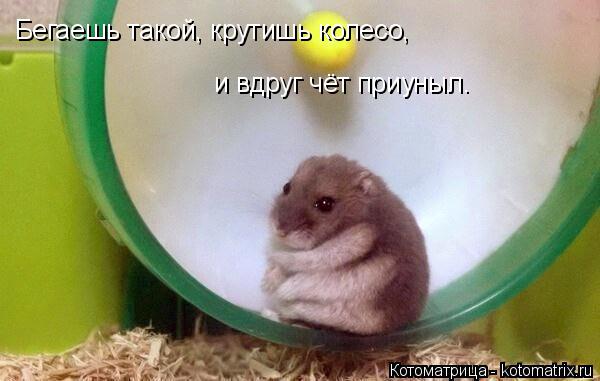 Бегаешь такой, крутишь колесо, и вдруг чёт приуныл.... Котоматрица: Бегаешь такой, крутишь колесо, и вдруг чёт приуныл.