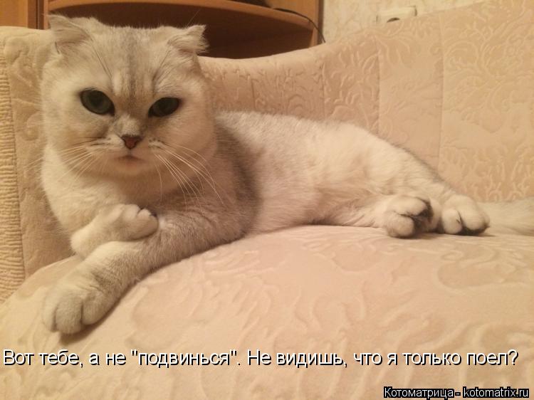 Вот тебе, а не "подвинься". Не видишь, что я только поел?... Котоматрица: Вот тебе, а не "подвинься". Не видишь, что я только поел?