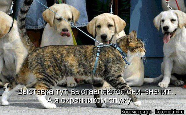 Выставка тут, выставляются они, значит... А я охранником служу...... Котоматрица: Выставка тут, выставляются они, значит... А я охранником служу...