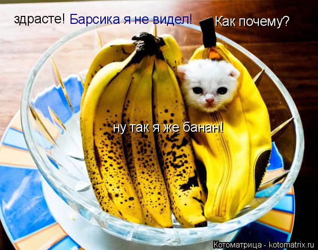 здрасте! Барсика я не видел! Как почему? ну так я же банан!... Котоматрица: здрасте! Барсика я не видел! Как почему? ну так я же банан!