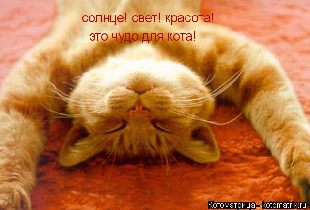 Котоматрица: солнце! свет! красота! это чудо для кота!