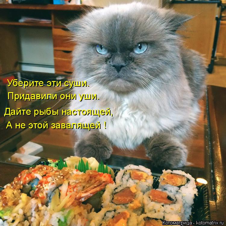 Котоматрица: Уберите эти суши. Придавили они уши. Дайте рыбы настоящей, А не этой завалящей !