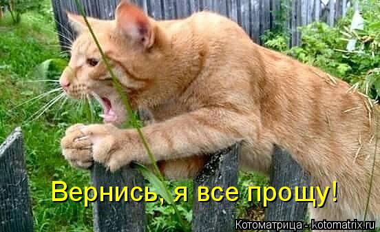 Вернись, я все прощу!... Котоматрица: Вернись, я все прощу!