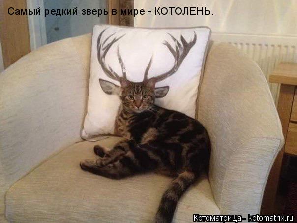 Самый редкий зверь в мире - КОТОЛЕНЬ.... Котоматрица: Самый редкий зверь в мире - КОТОЛЕНЬ.