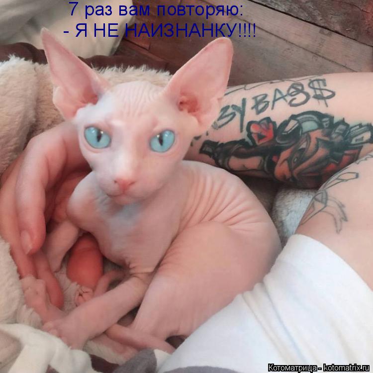 Котоматрица: 7 раз вам повторяю: - Я НЕ НАИЗНАНКУ!!!!
