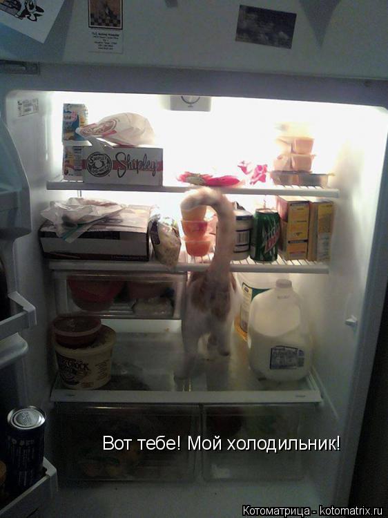 Вот тебе! Мой холодильник!... Котоматрица: Вот тебе! Мой холодильник!