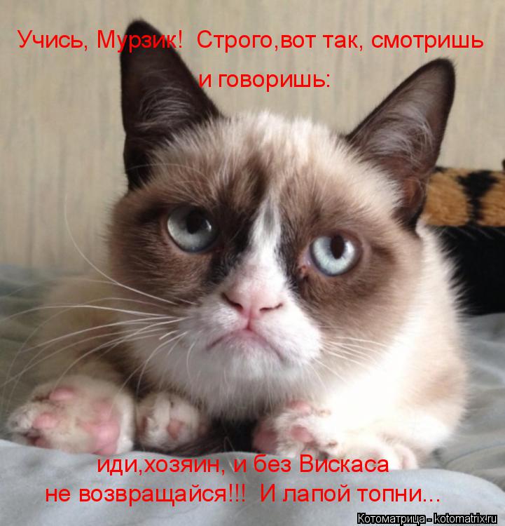 Учись, Мурзик! Строго,вот так, смотришь и говоришь: иди,хозяин, и без Вискаса не возвращайся!!! И... Котоматрица: Учись, Мурзик! Строго,вот так, смотришь и говоришь: иди,хозяин, и без Вискаса не возвращайся!!! И лапой топни...