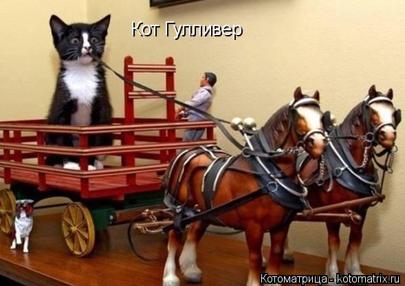 Котоматрица: Кот Гулливер