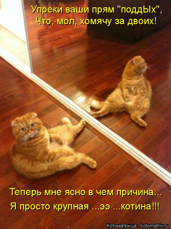 Котоматрица: Теперь мне ясно в чем причина... Что, мол, хомячу за двоих! Упреки ваши прям "поддЫх", Я просто крупная ...ээ ...котина!!!