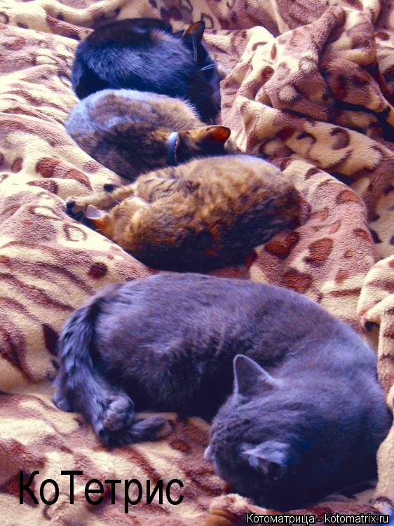 Котоматрица: КоТетрис