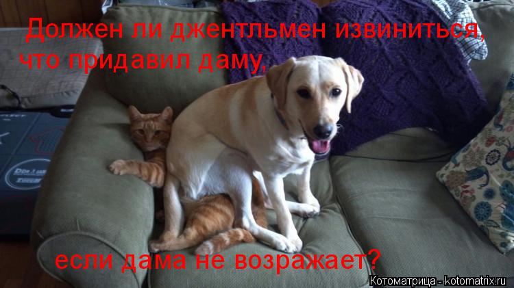 Должен ли джентльмен извиниться, что придавил даму, если дама не возражает?... Котоматрица: Должен ли джентльмен извиниться, что придавил даму, если дама не возражает?