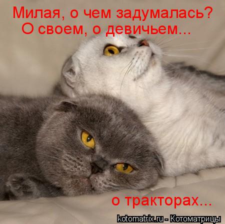 Котоматрица: Милая, о чем задумалась? О своем, о девичьем... о тракторах...