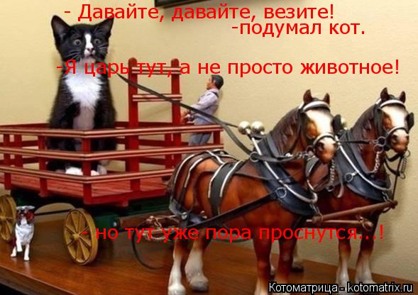 Котоматрица: - Давайте, давайте, везите! -подумал кот. -Я царь тут, а не просто животное! - но тут уже пора проснутся...!