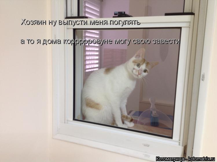 Хозяин ну выпусти меня погулять а то я дома коррррровуне могу свою завести... Котоматрица: Хозяин ну выпусти меня погулять а то я дома коррррровуне могу свою завести
