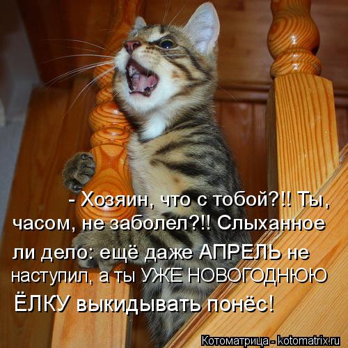 Котоматрица: - Хозяин, что с тобой?!! Ты,  часом, не заболел?!! Слыханное наступил, а ты УЖЕ НОВОГОДНЮЮ ли дело: ещё даже АПРЕЛЬ не  ЁЛКУ выкидывать понёс!