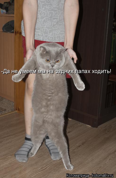 -Да не умеем мы на задних лапах ходить!... Котоматрица: -Да не умеем мы на задних лапах ходить!