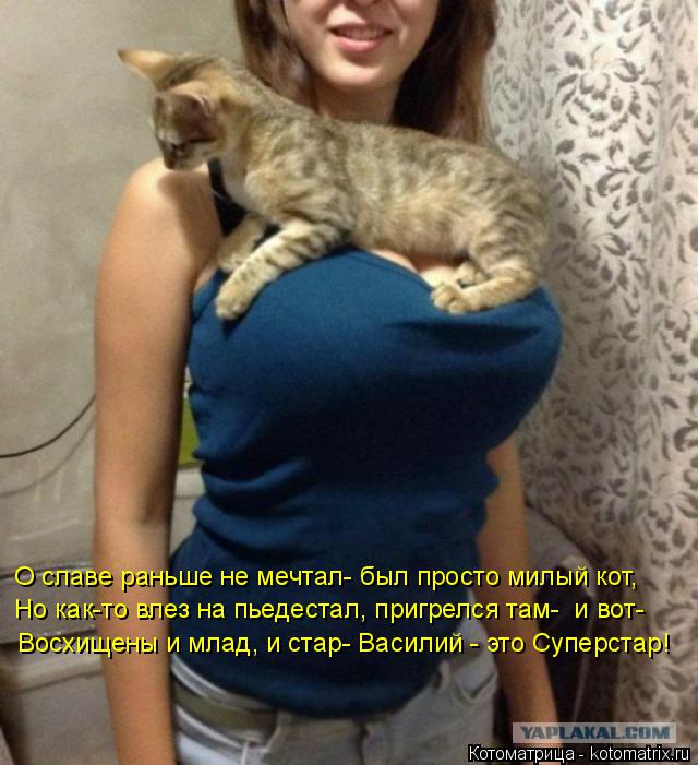 Котоматрица: О славе раньше не мечтал- был просто милый кот, Но как-то влез на пьедестал, пригрелся там-  и вот- Восхищены и млад, и стар- Василий - это Супер