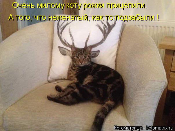 Котоматрица: Очень милому коту рожки прицепили. А того, что неженатый, как то подзабыли !