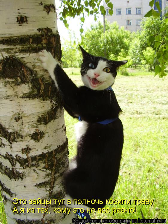 Это зайцы тут в полночь косили траву. А я из тех, кому это не всё равно!... Котоматрица: Это зайцы тут в полночь косили траву. А я из тех, кому это не всё равно!