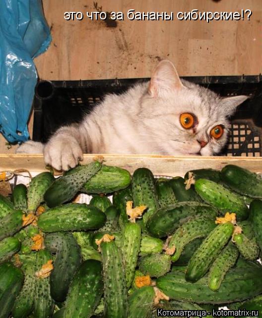Котоматрица: это что за бананы сибирские!?