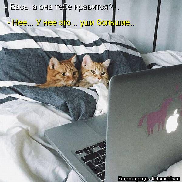 Котоматрица: - Вась, а она тебе нравится?... - Нее... У нее это... уши большие...