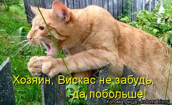 Хозяин, Вискас не забудь, да побольше!... Котоматрица: Хозяин, Вискас не забудь, да побольше!