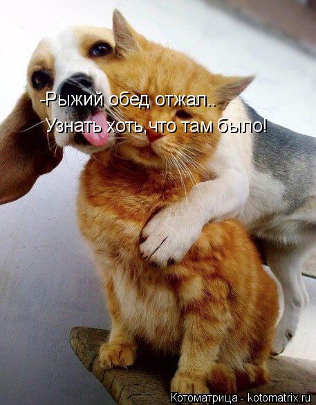 Котоматрица: -Рыжий обед отжал.. Узнать хоть,что там было!